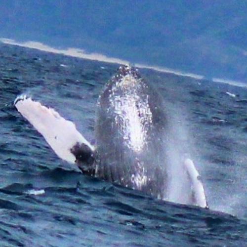 沖縄北谷町　貸切りホエールウォッチング