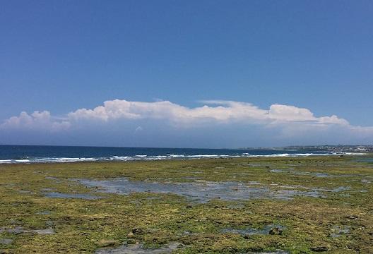 沖縄春の海アーサ採り