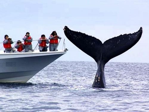 沖縄ホエールウォッチングザトウクジラ