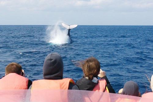 沖縄、冬の海の風物詩、ホエールウォッチング、ザトウクジラの繁殖と子育て、北谷発クルーザーで出港、親子で参加OK、子どもも乗船可能