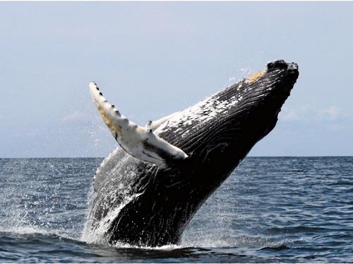 沖縄ホエールウォッチングザトウクジラ