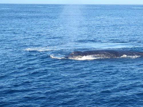 沖縄ホエールウォッチングザトウクジラ