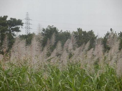 沖縄、月見、十五夜、ジューグヤー、月見団子、ふちゃぎ、すすき、さとうきび、北谷フィッシャリーナ.jpg