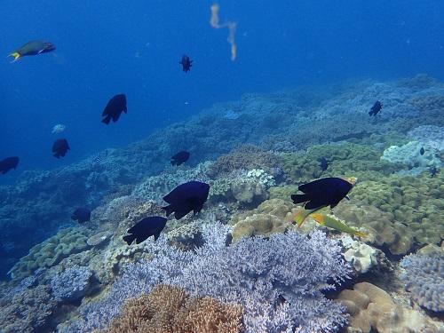 【沖縄本島】初めてでも、泳げなくても安心＆おすすめのシュノーケルツアー♪