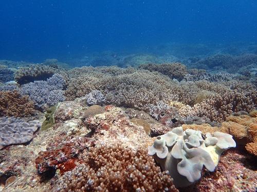 なんで沖縄の海は青いの？青いのは太陽が関係している？