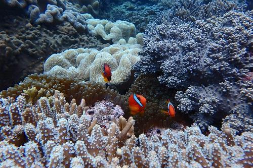 『沖縄本島』北谷で遊ぶなら海遊び『シュノーケル』がおすすめ！