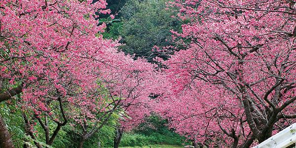 沖縄桜祭り.jpg