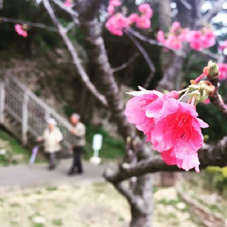 沖縄桜祭り.jpg