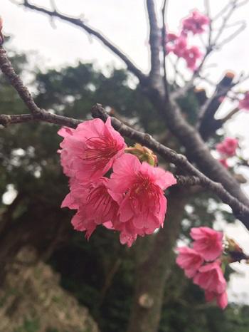 沖縄で日本一早い桜祭りへ行こう 北谷町漁業協同組合 総合案内所