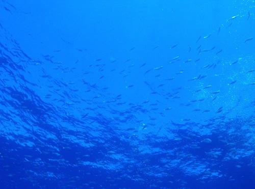 海で遊んで沖縄そばを食べる