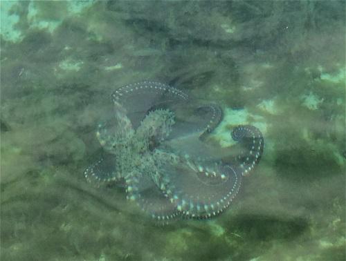 シーパーク北谷で出会った生き物たち